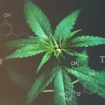 Cannabidiol – Therapeutic and Legal Aspects