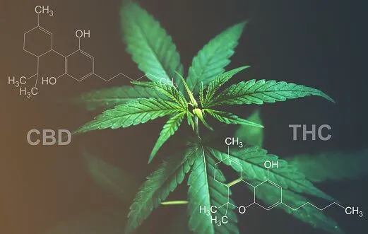 Cannabidiol – Therapeutic and Legal Aspects